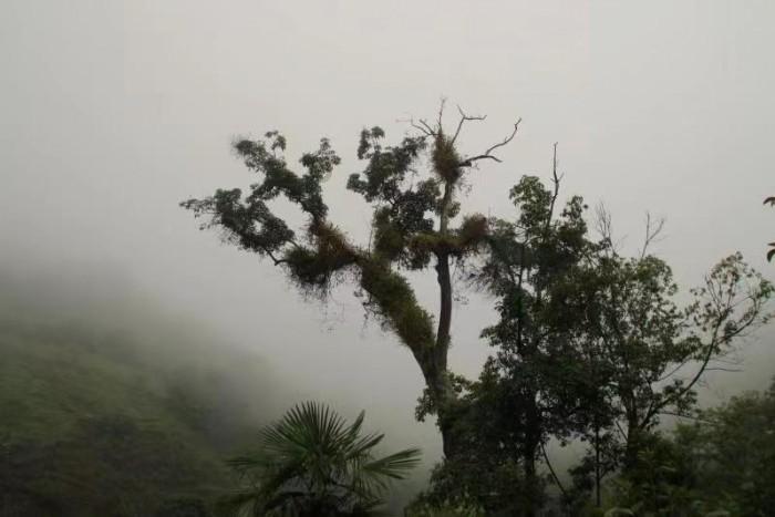 沪江开心词场