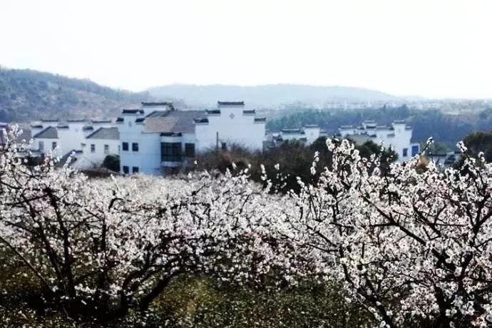 蜘蛛森林逃生