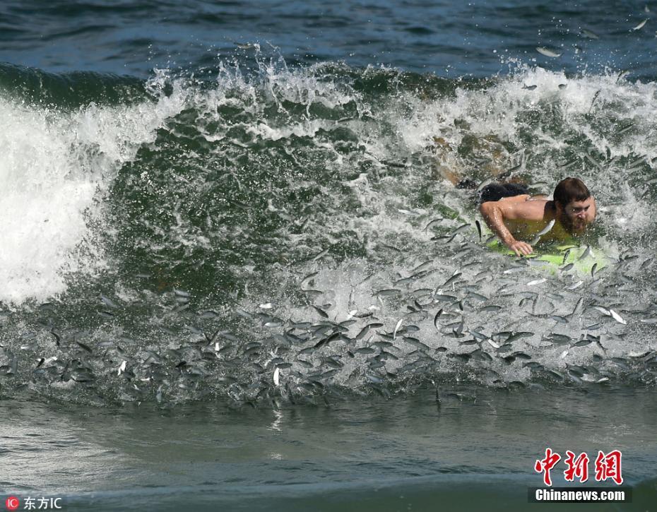 逃出白海豹洞